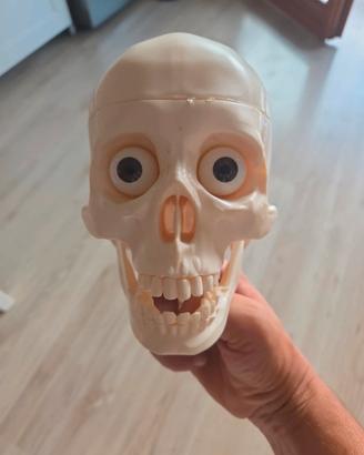 Modello Anatomico Umano Completo e Scomponibile