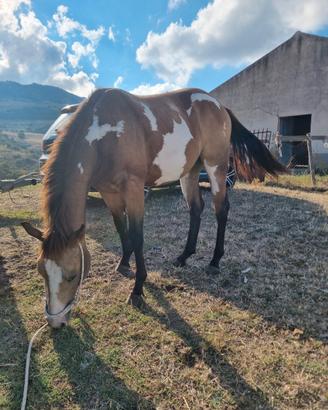 Puledro paint Buckskin Overo