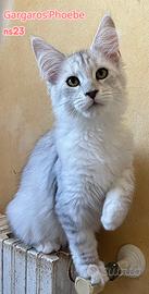 7 cuccioli di maine coon (4 f e 3 m)