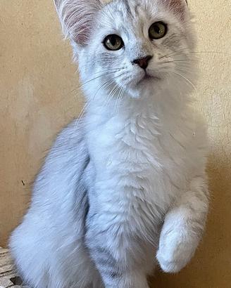7 cuccioli di maine coon (4 f e 3 m)