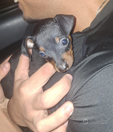 Cane Pinscher