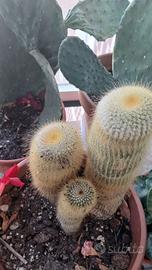 Cactus e succulente