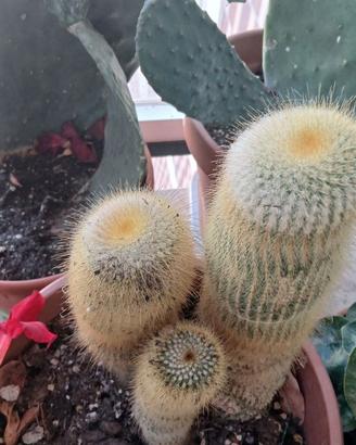 Cactus e succulente