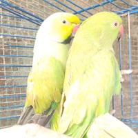 Coppia parocchetti dal collare