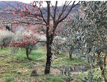Terreno Agricolo Serravalle Pistoiese [A4327997]