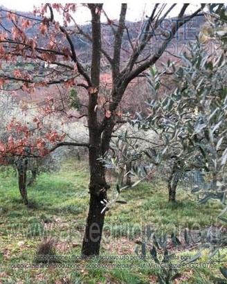 Terreno Agricolo Serravalle Pistoiese [A4327997]