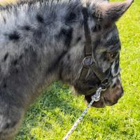 Pony appaloosa Leopard