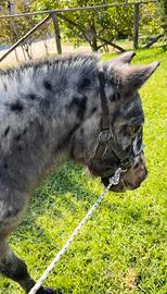 Pony appaloosa Leopard