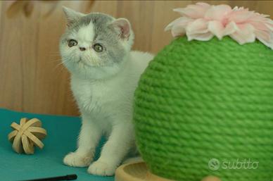 Cucciolo Blu e Bianco di gatti Exotic Shorthair
