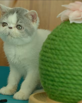 Cucciolo Blu e Bianco di gatti Exotic Shorthair