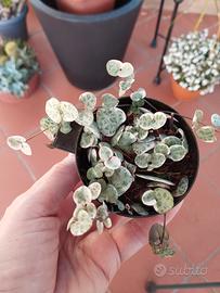 ceropegia Woodii variegata 