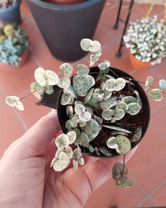 ceropegia Woodii variegata 