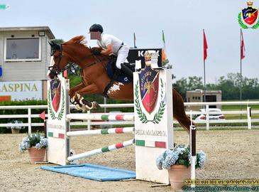 Cavallo da salto 7 anni 170 cm buona genealogia