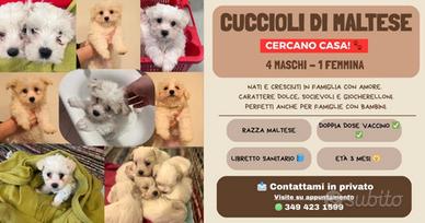 Cuccioli Maltesi di tre mesi