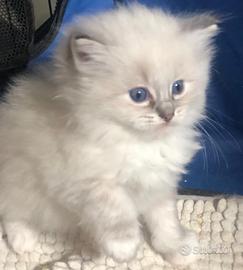Adorabili cuccioli di Ragdoll
