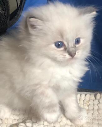 Adorabili cuccioli di Ragdoll