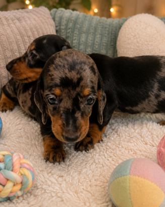 Bassotto Merle femmine cucciole con pedigree ENCI