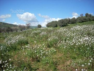 Castronovo - Terreno agricolo zona semi-collinare