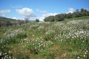 Castronovo - Terreno agricolo zona semi-collinare