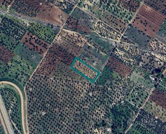 Terreni a Grumo Appula (BA) - LOTTO 2