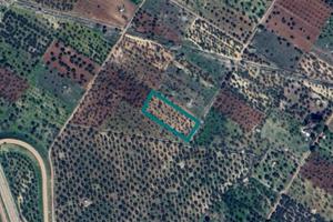 Terreni a Grumo Appula (BA) - LOTTO 2