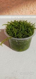 Vesicularia montagnei Christmas Moss

