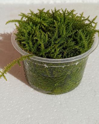 Vesicularia montagnei Christmas Moss

