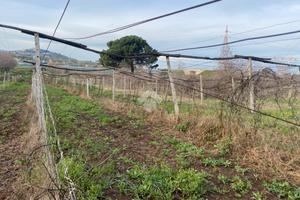 TER. AGRICOLO A SAN CESAREO