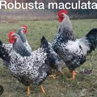 Galli robusta maculata