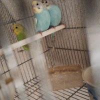 Cocorite