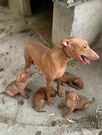 Cuccioli caccia