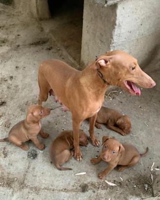 Cuccioli caccia