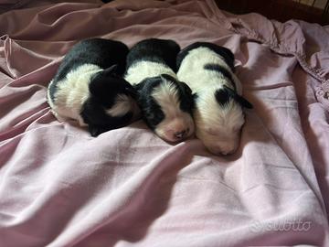 Cuccioli Border Collie Linea da lavoro