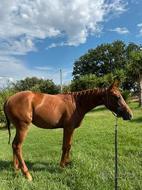 Puledra quarter horse