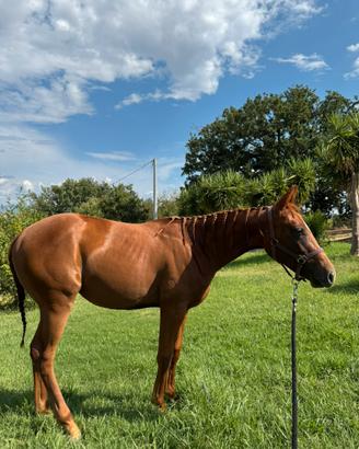 Puledra quarter horse