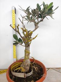 Bonsai di Ulivo