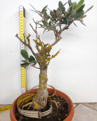 Bonsai di Ulivo