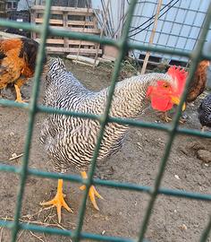 Galline amrock