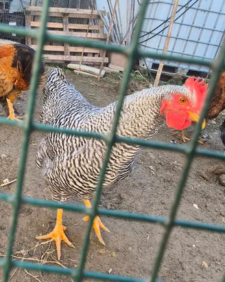 Galline amrock