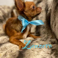 Zenzero chihuahua