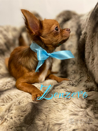 Zenzero chihuahua