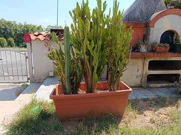 opuntia