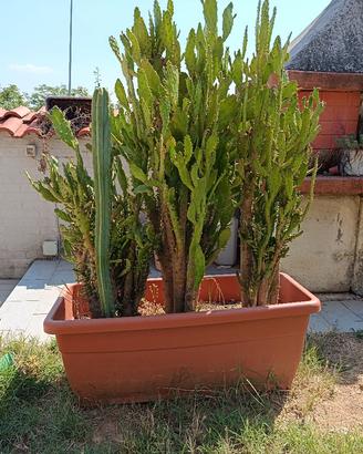 opuntia