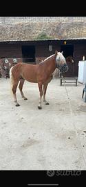 Cavallo haflinger