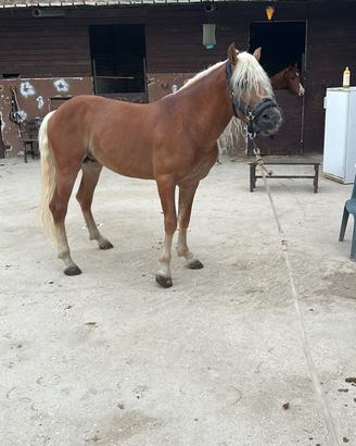 Cavallo haflinger
