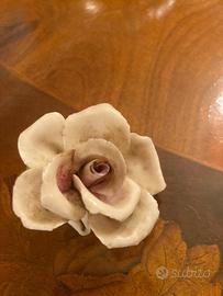 Rosa di capodimonte