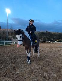 ROGER - Pony versatile e affidabile