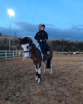 ROGER - Pony versatile e affidabile