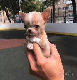 CHIHUAHUA TOY CUCCIOLI- CHIWAWA PUPPY pag rateale