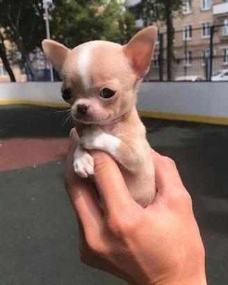CHIHUAHUA TOY CUCCIOLI- CHIWAWA PUPPY pag rateale